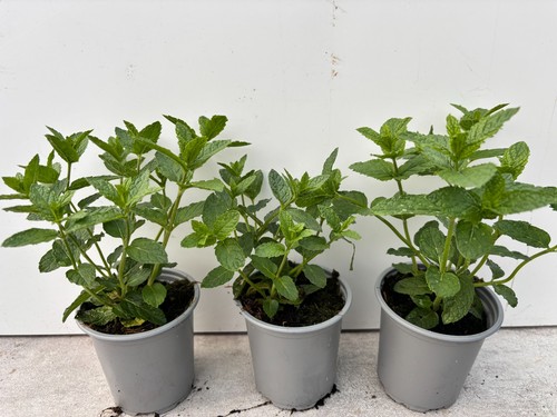 Moroccan mint plants - mint,