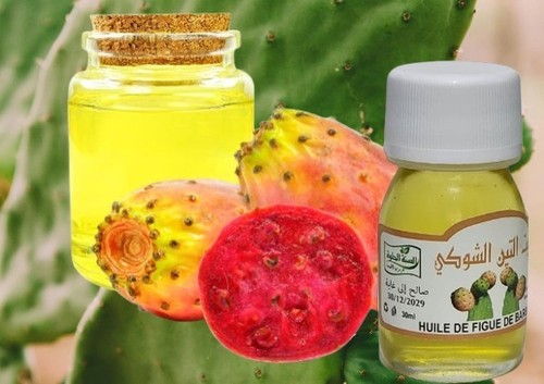 Moroccan prickly pear - moroccan,
